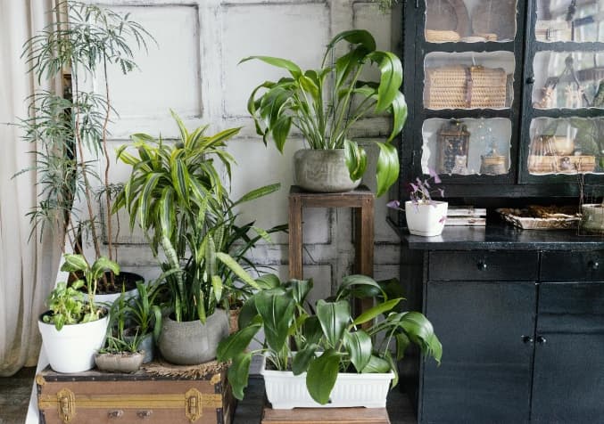 invest in some indoor plants