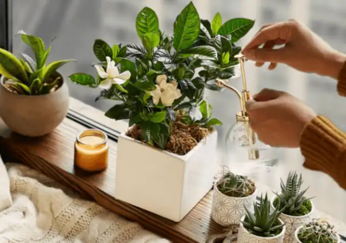 taking care of indoor plants
