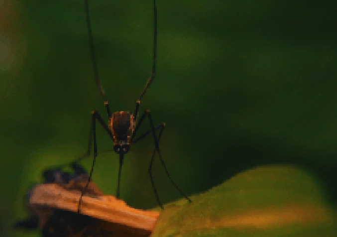 close up photo of mosquito