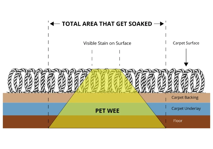 diagram of urine on carpet