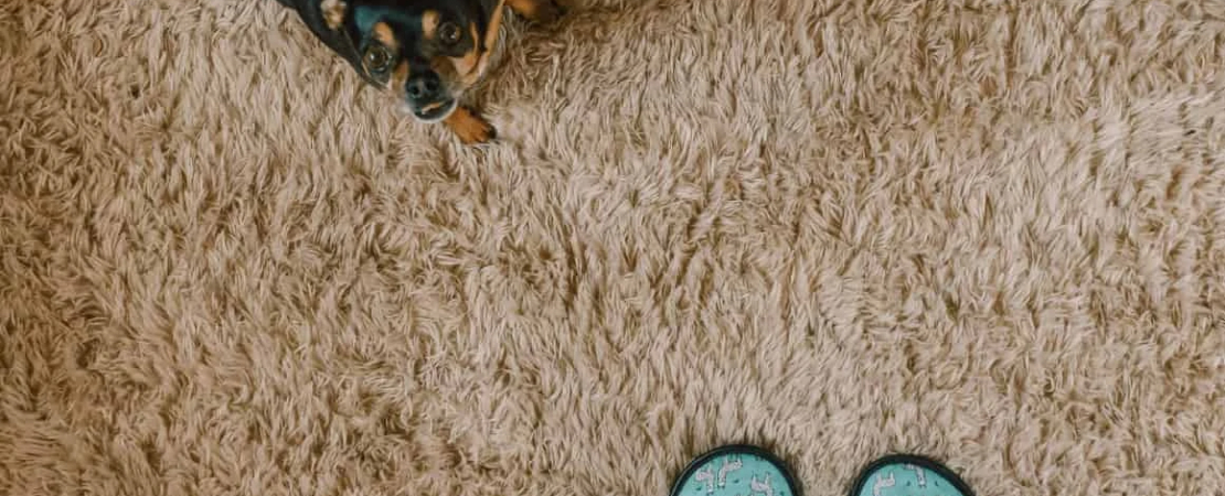 how to keep your carpets clean with pets