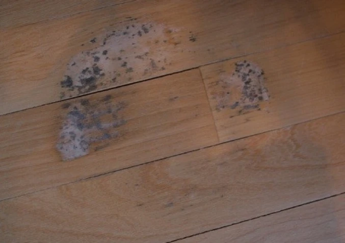 wood floors with mould stains