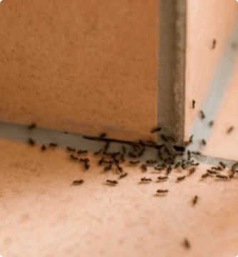 Group Ants In Cracks Of Tile