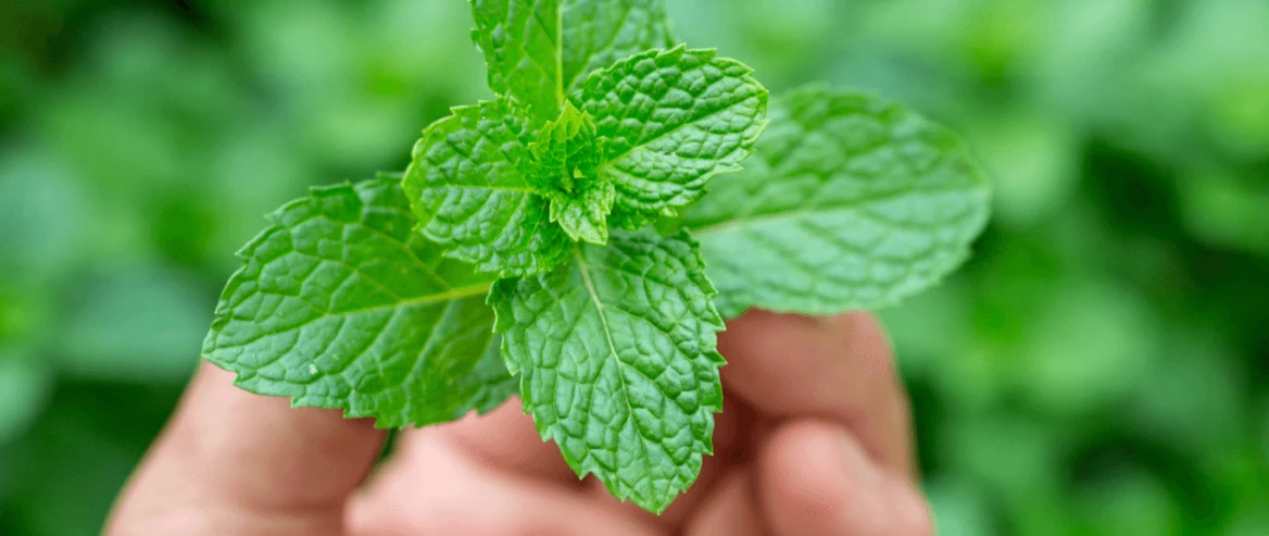 make your own peppermint cleaning spray