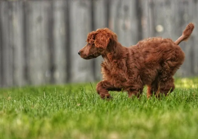 how to pet proof backyard