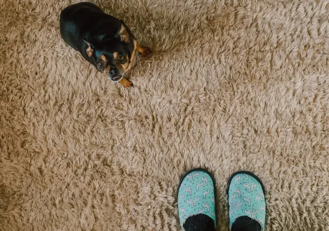 chihuahua on the carpet