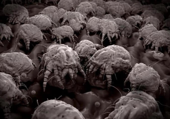 what are the dust mites
