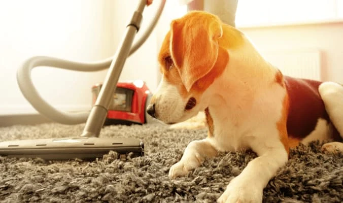 vacuum cleaning carpet