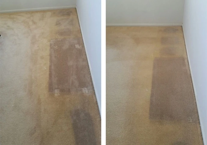 sun damaged carpet before and after an Electrodry carpet cleaning