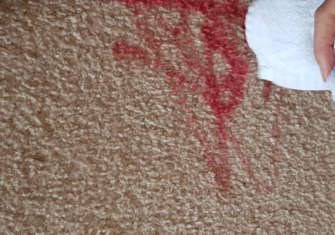applying cleaning soution on lipstick stained carpet