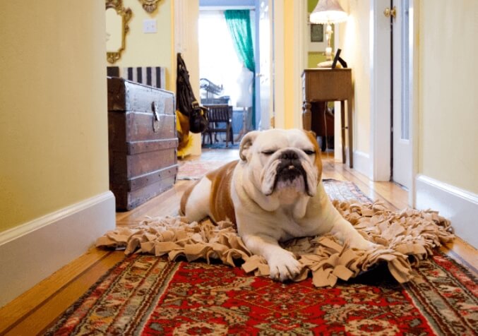dog with his own carpet to chew