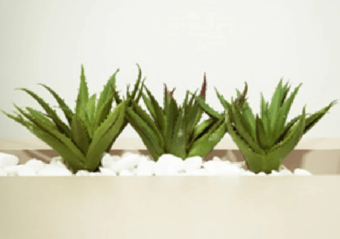 aloe vera