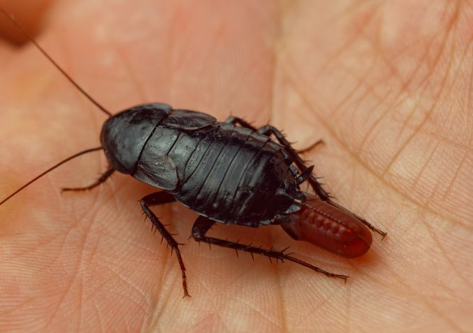 what are the signs of a cockroach infestation