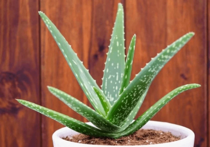 succulent indoor plant