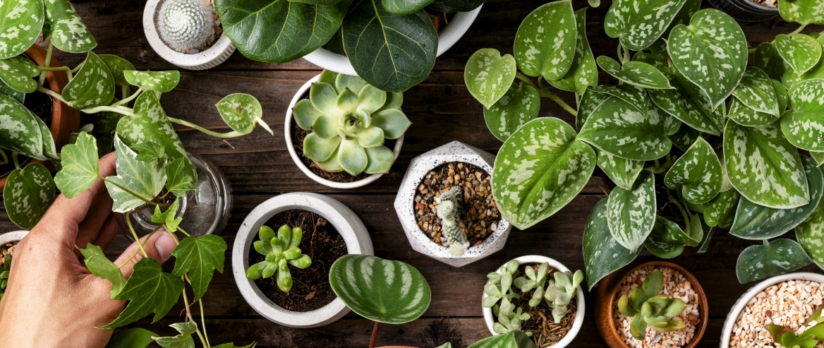 7 indoor plants that repel insects