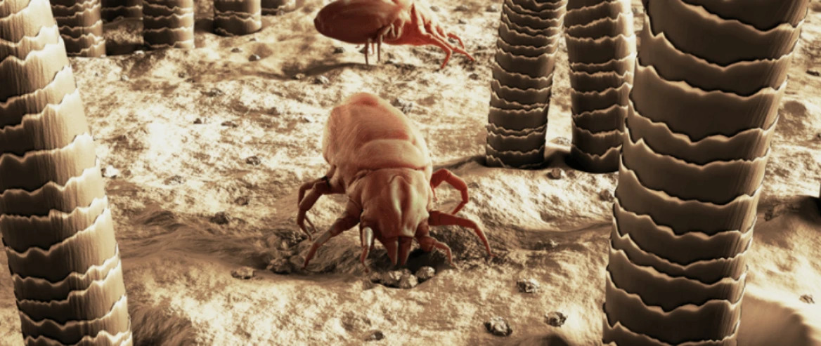 why are dust mites worse during winter