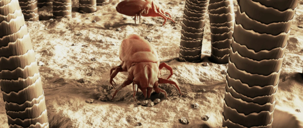 Microscopic View Dust Mite