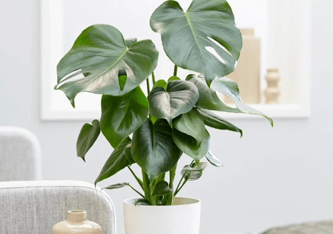 monstera plant