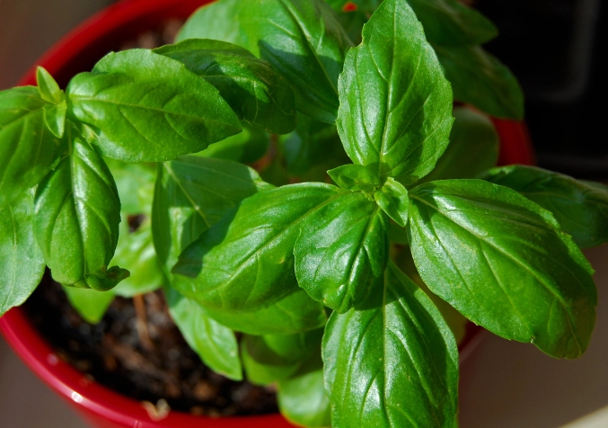 a photo of a basil plant in a red pot