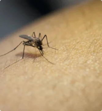 Mosquito In The Skin Of Human