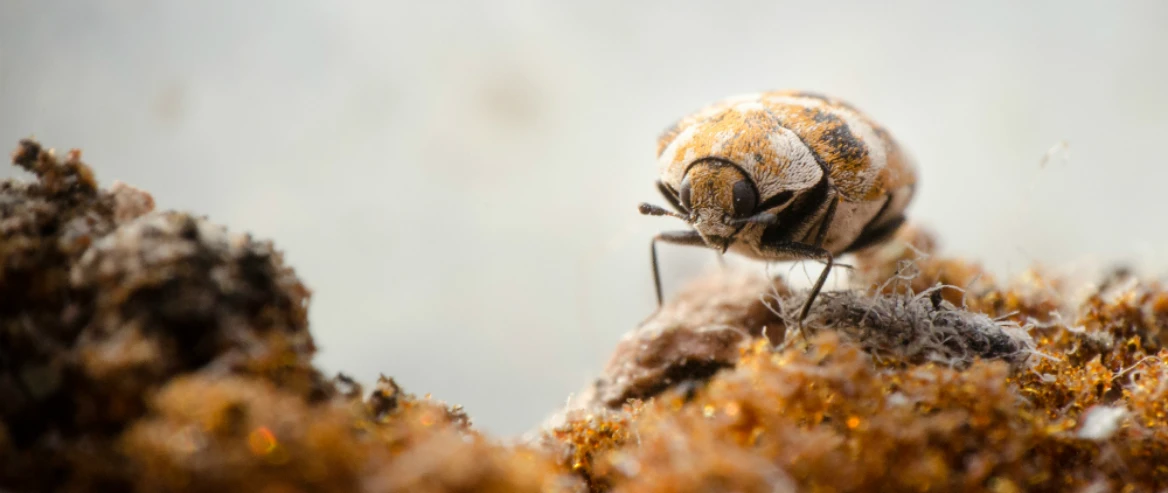 how to get rid of carpet beetles