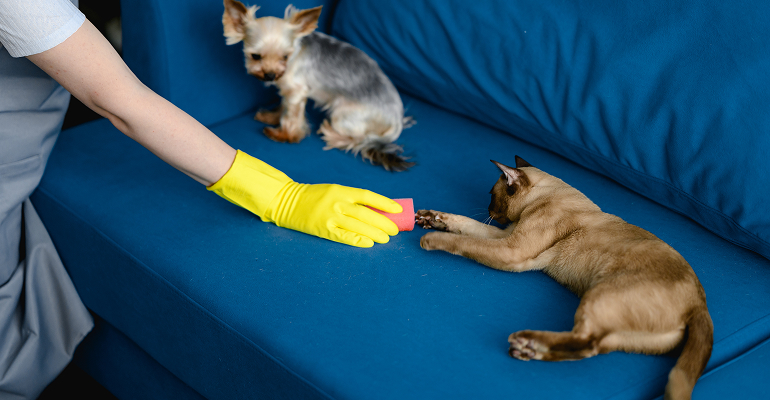 Small dog on a blue couch while a gloved hand sprays cleaner on fabric.