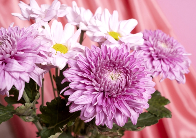 Chrysanthemums