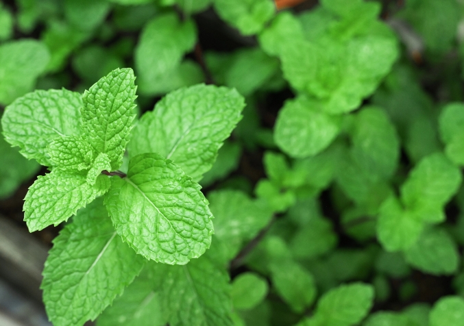 Mint Plant