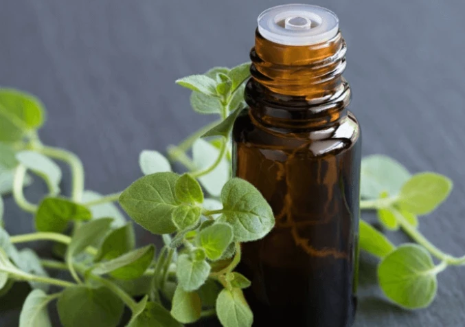 oregano oil