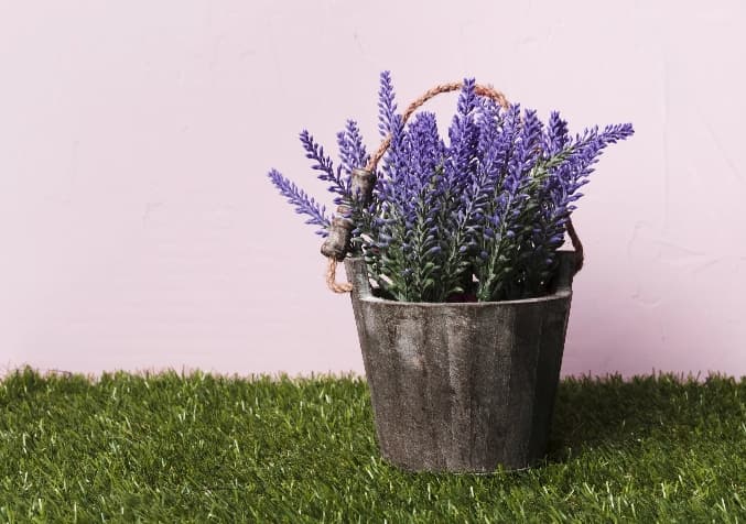 Lavender Indoor Plant