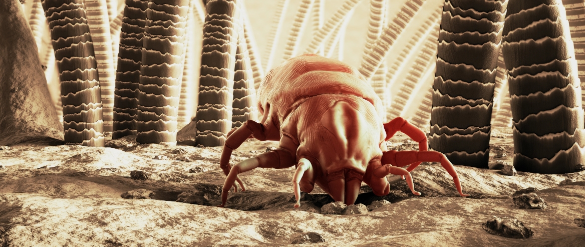 how to get ride of dust mites in your home