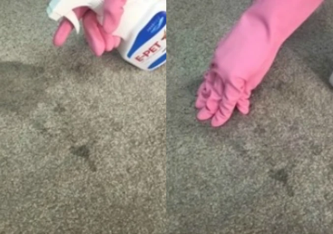spraying E-Pet enzymatic cleaner on carpet