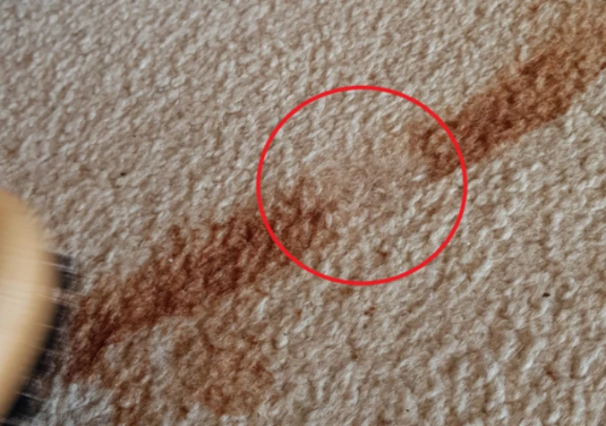 chocolate sauce stain on carpet being cleaned