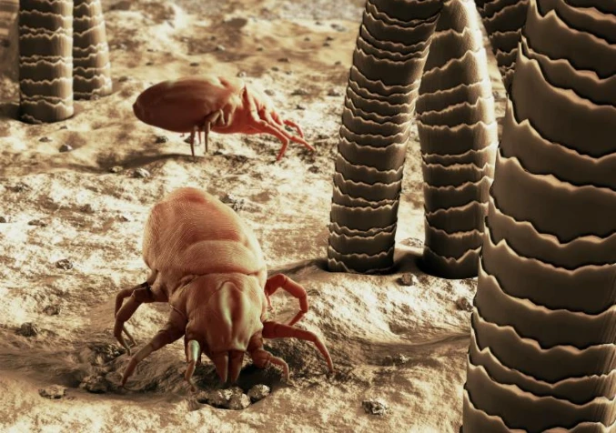 view of dust mites from microscope
