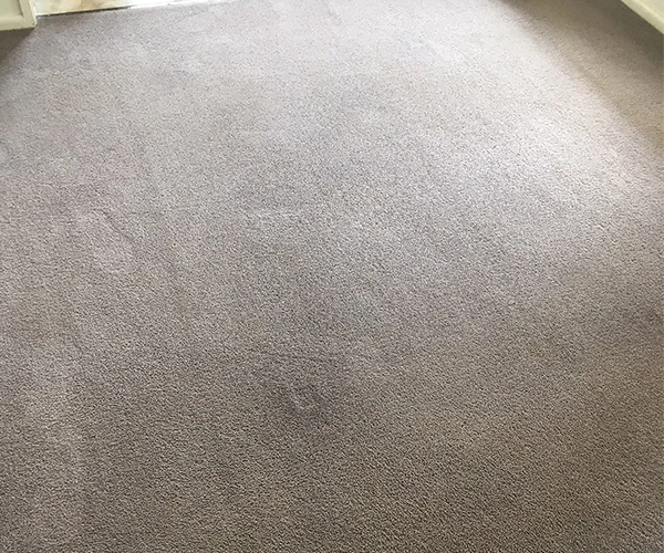 Carpet Cleaning 07 After