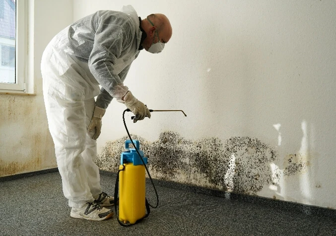 How to treat mould for large infestations