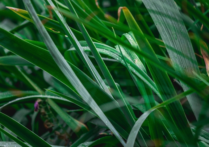 Lemongrass stalks, natural source of citronella to repel mosquitoes indoors.