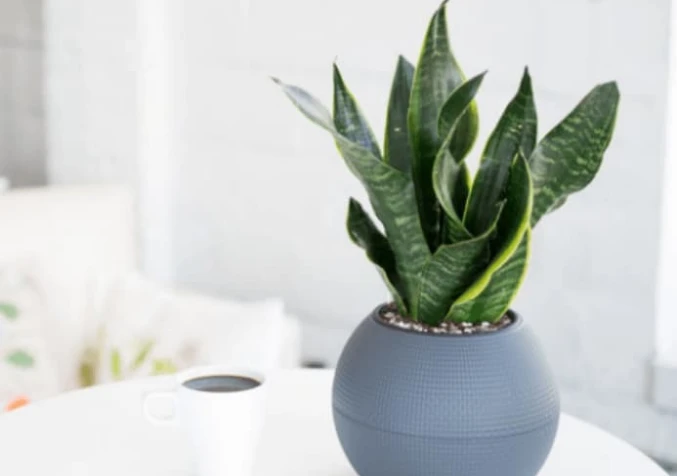 snake plant