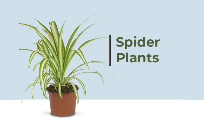 spidewr plant benefits