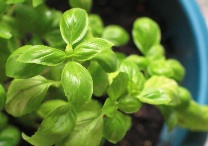 caring for your basil plany