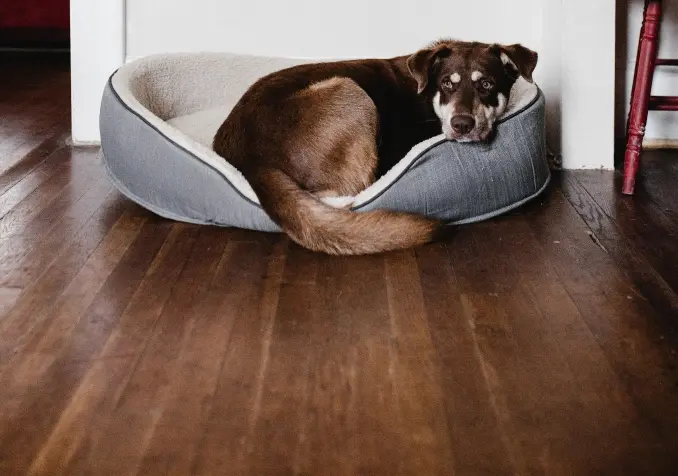 dog resting on the dog bed