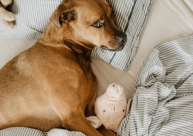 brown dog in bed