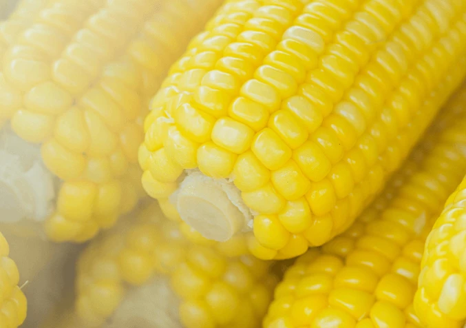 what is corn carpet