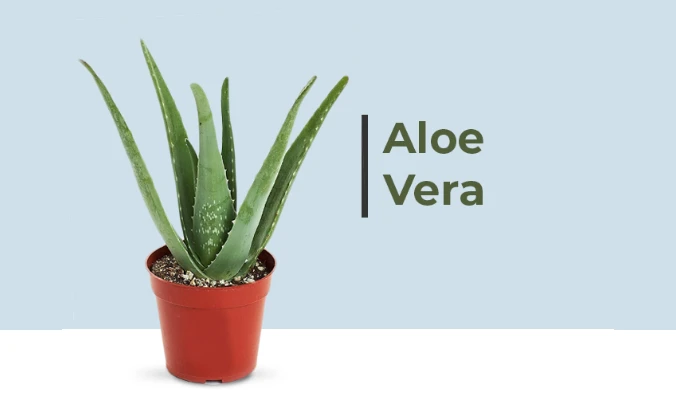 aloe vera benefits