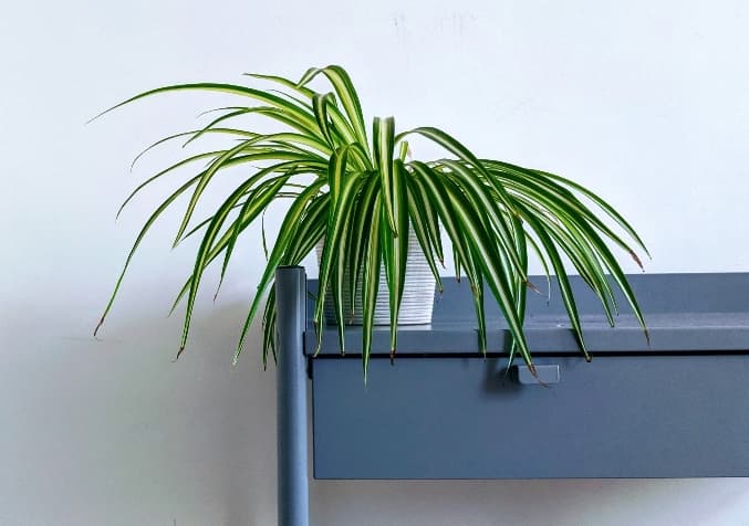 Spider Plant Indoor