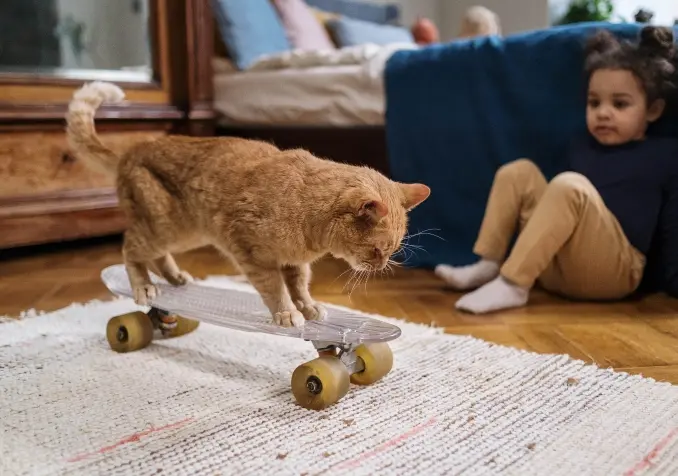 cat on a skateboard