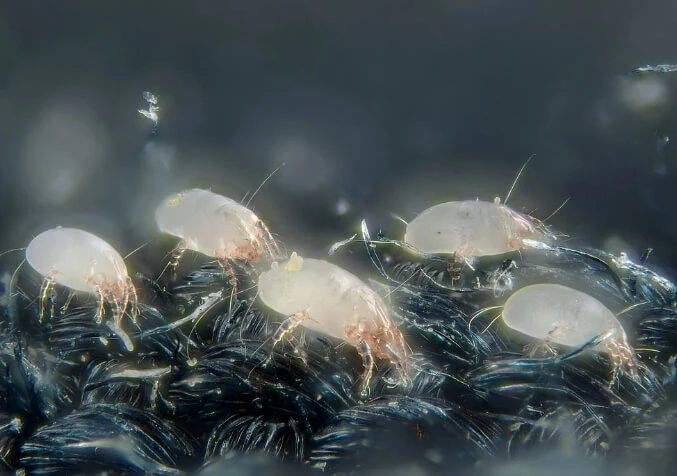 macro shot of dust mites