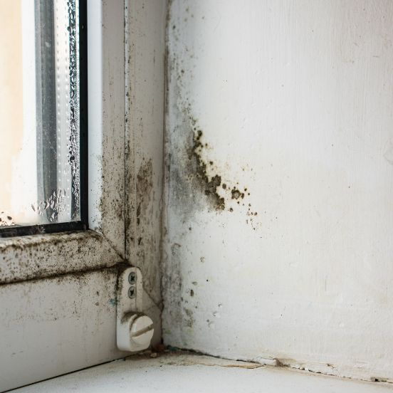 Detecting The Warning Signs Of Mould Infestation Shepparton