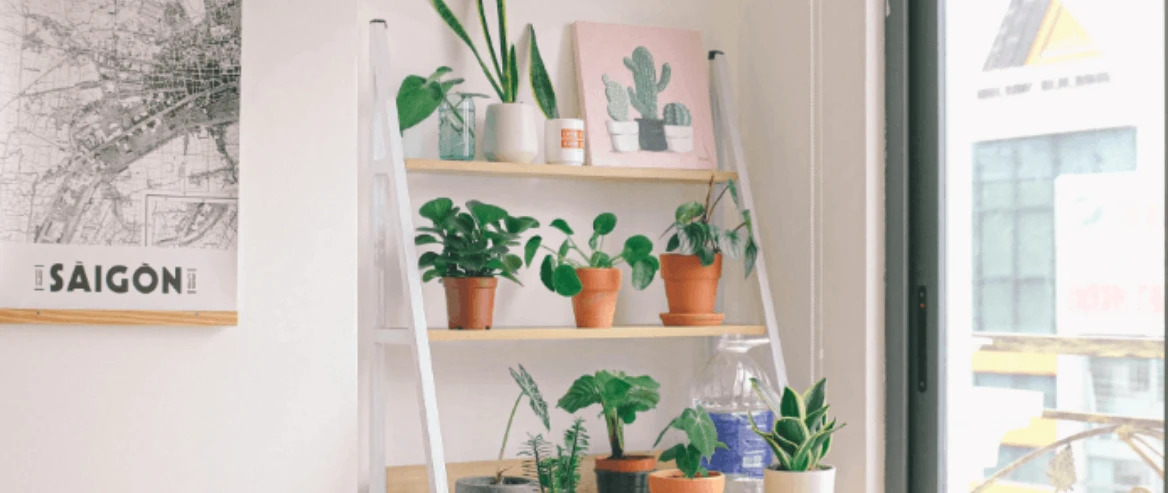 indoor plants that wont die on you
