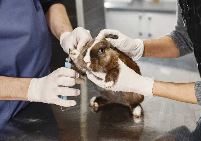 grooming a rabbit